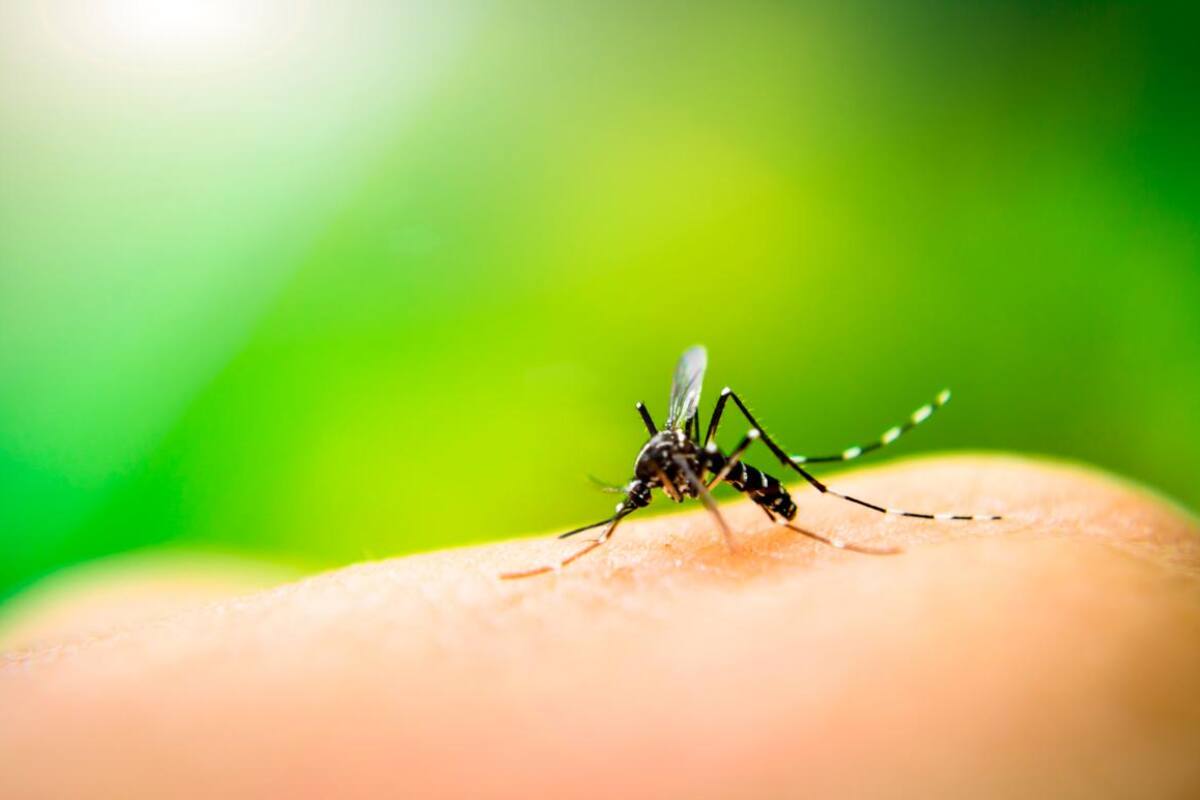 Hablemos del dengue, enfermedad en aumento