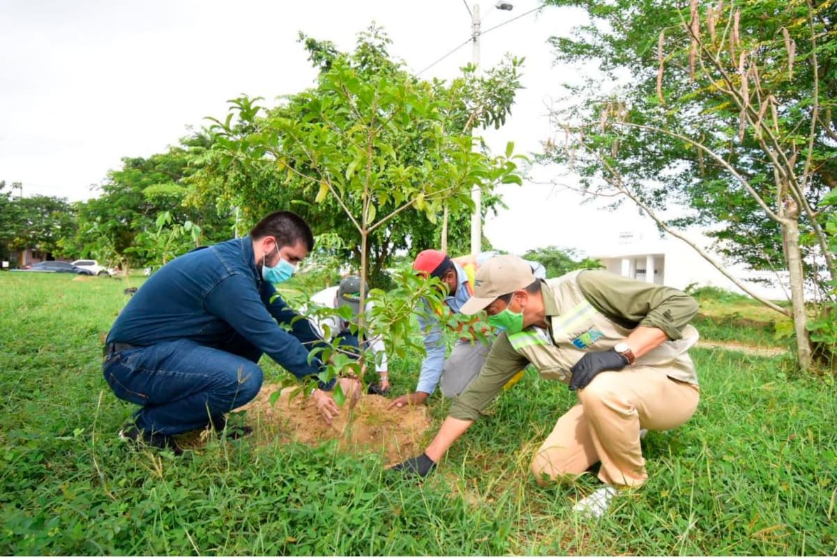 Bolívar le apuesta a la meta país de 180 millones de árboles