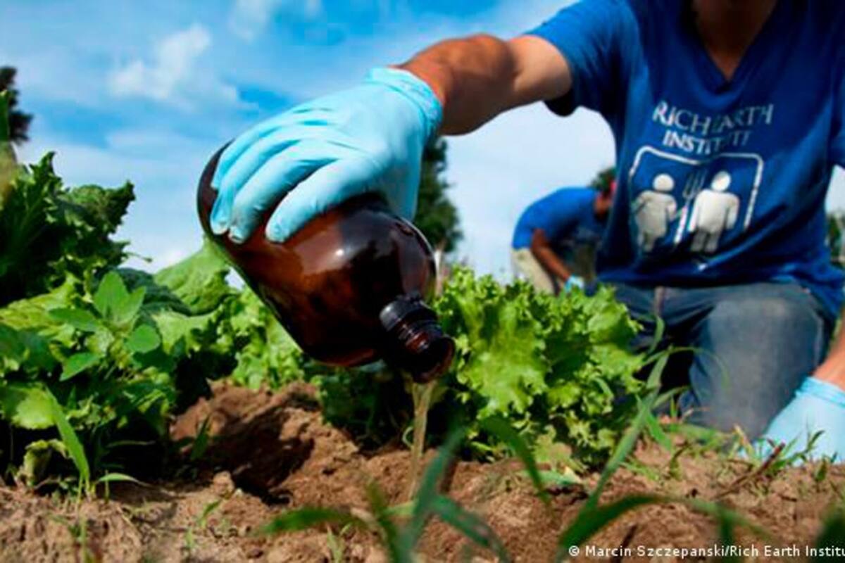 Reciclar orina, una alternativa para cultivar alimentos de manera sostenible