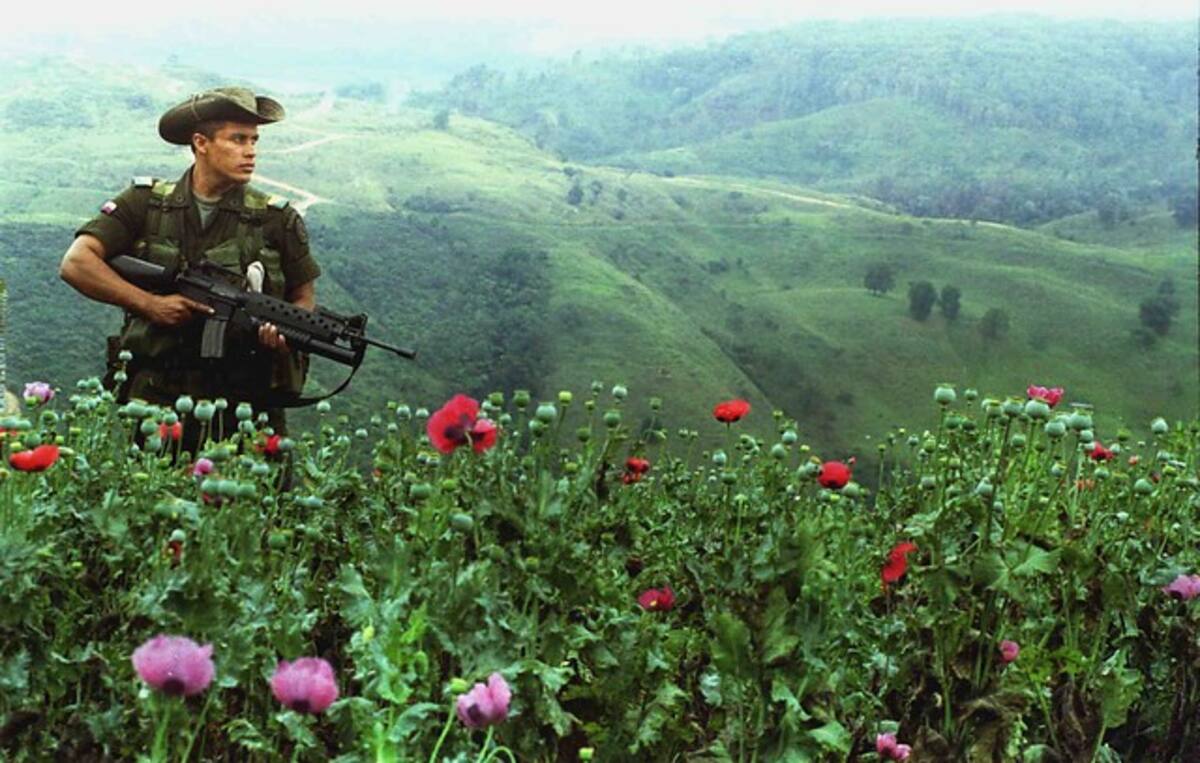 Las Farc señalan que la mayoría de cultivos está en zonas campesinas. COLPRENSA