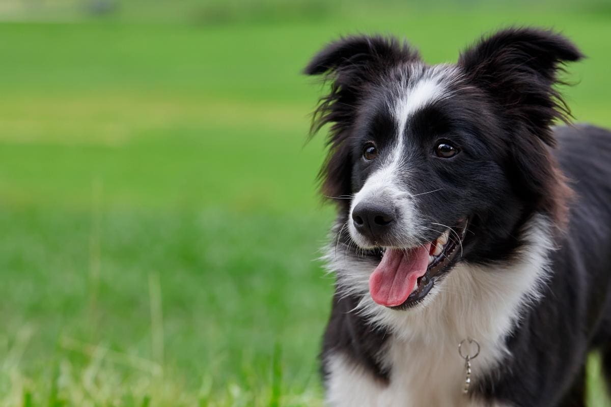 ¿Cuál es la raza de perro más inteligente del mundo? Nuevo estudio lo revela