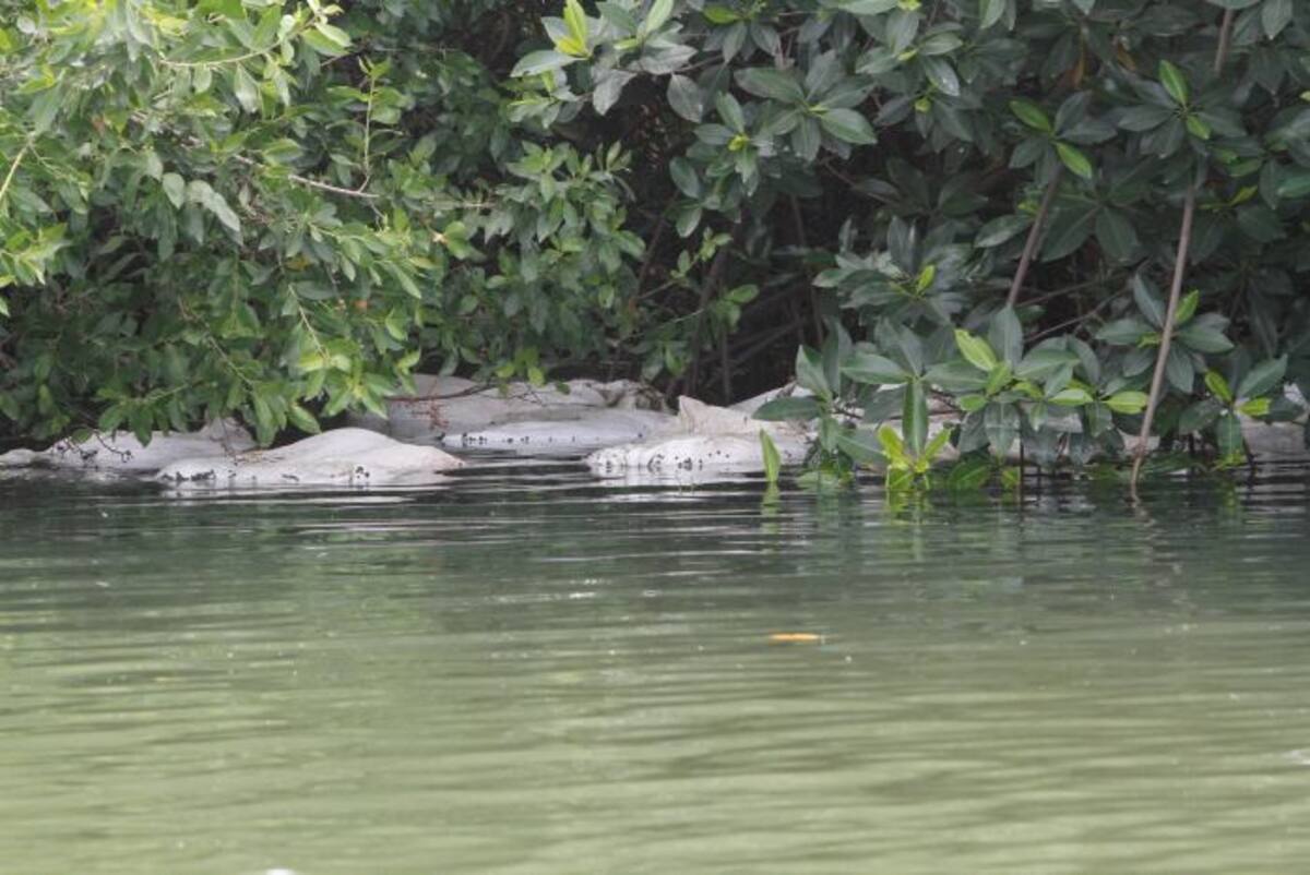 Ayer en la mañana, los sacos estaban siendo esparcidos entre los manglares por la marea. foto julio castaño