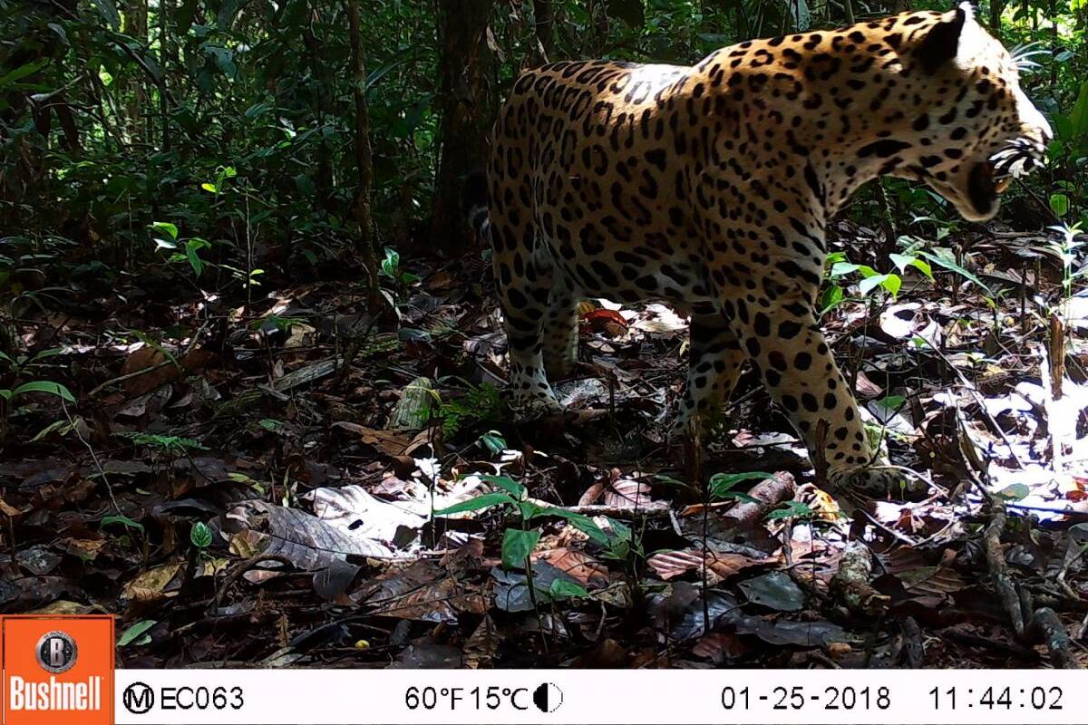 WWF lanza estrategia para proteger al jaguar