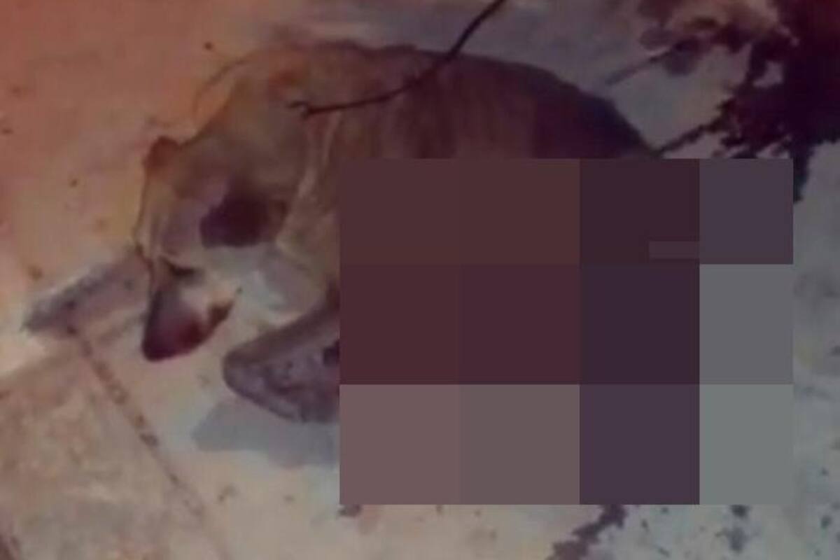 Queman viva a una perrita y otra muere luego de ser empalada en Cartagena