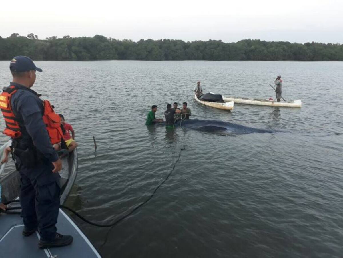 La ballena estaba encallada en la Bahía de Barbacoas.