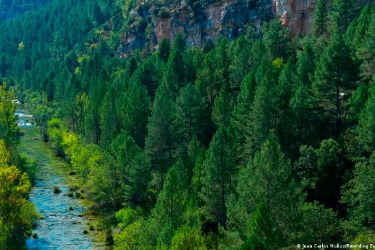 Unión Europea alcanza acuerdo sobre ley para proteger biodiversidad