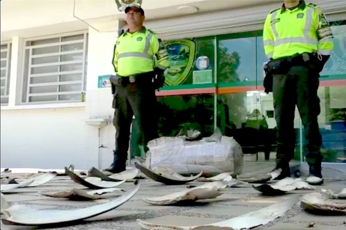Descubren 450 aletas de tiburón en un carro de encomiendas