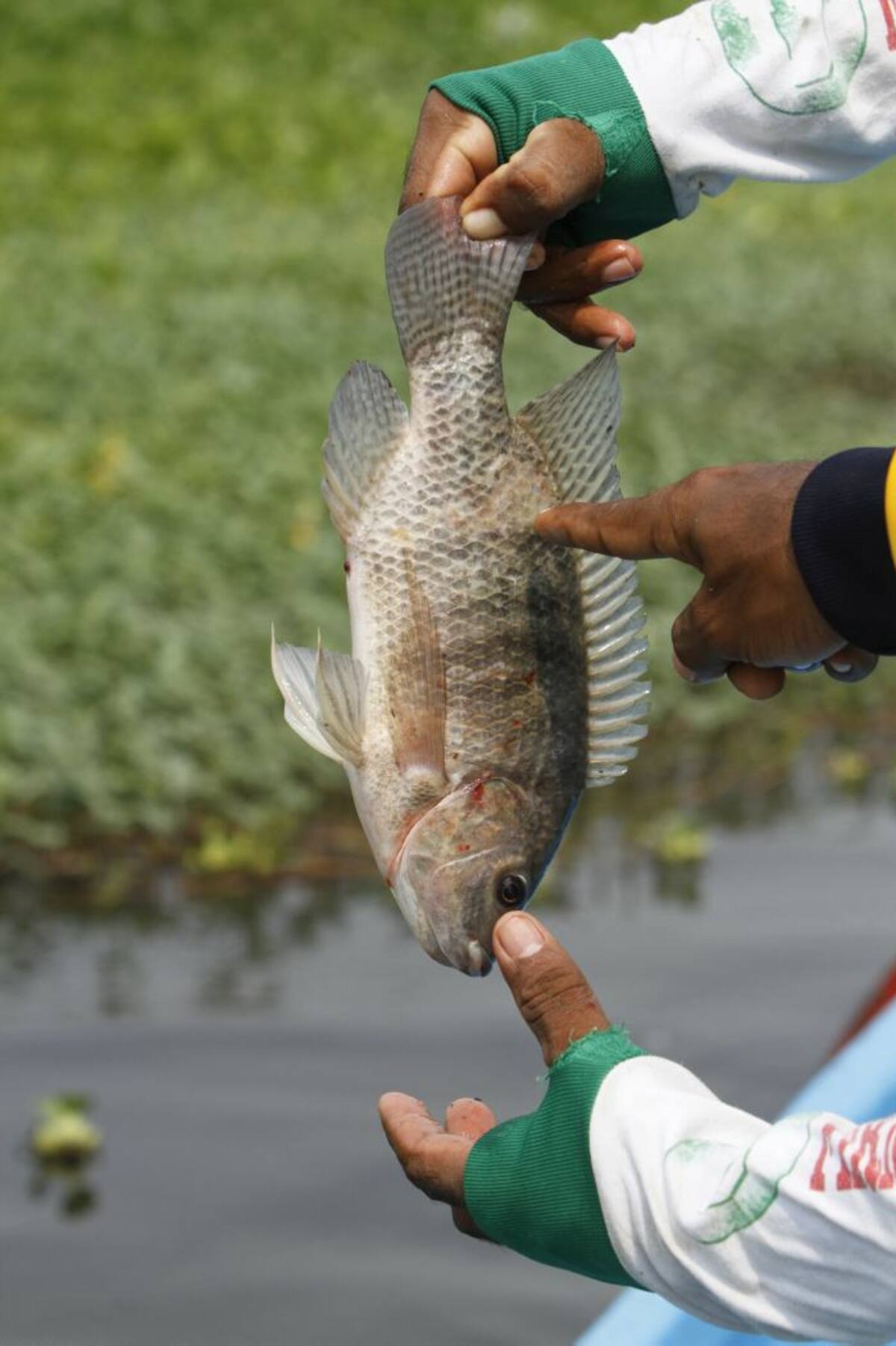 Unas raras manchas presentan las escamas de los peces muertos. Julio Castaño/ El Universal