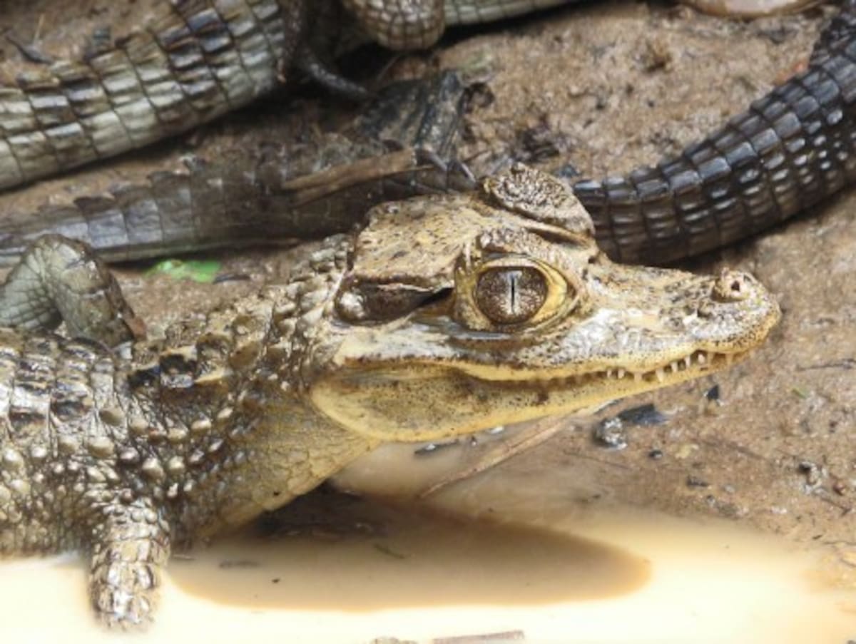 El Minambiente toma medidas para la comercialización de pieles de babillas.