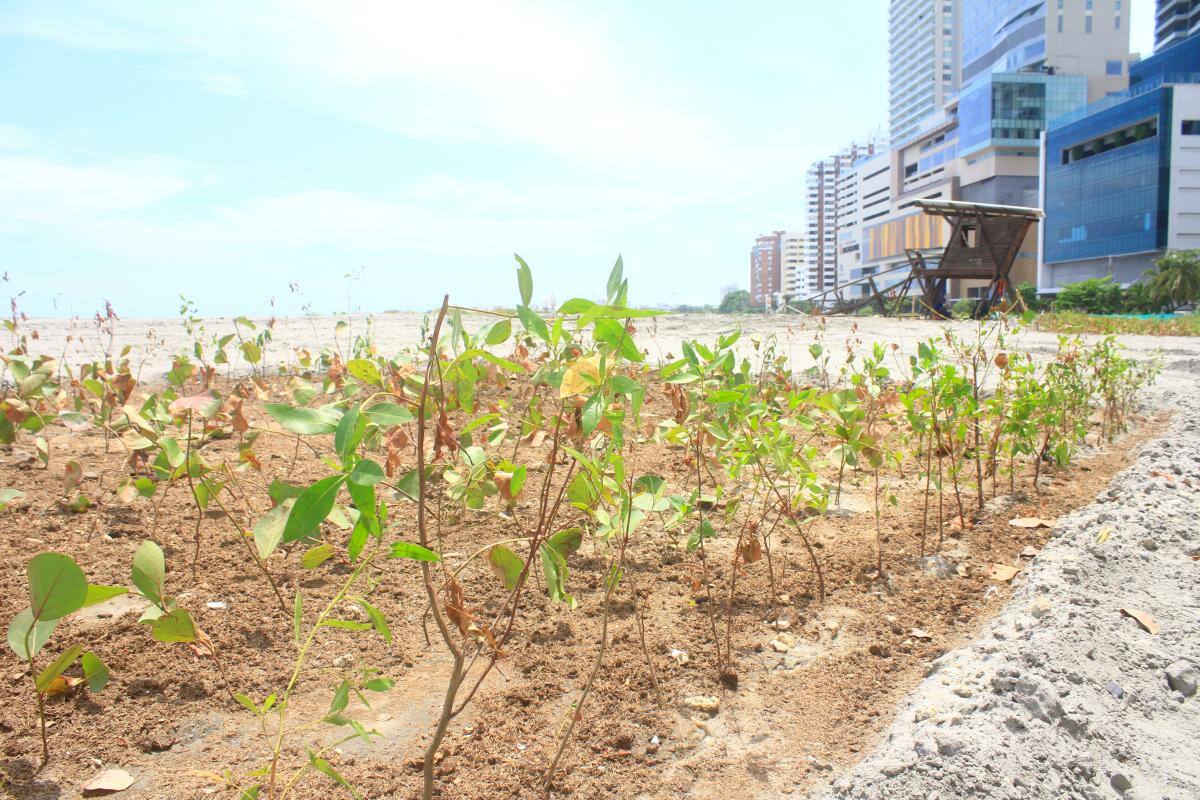 Realizarán jornada de limpieza en primera playa de Protección Costera