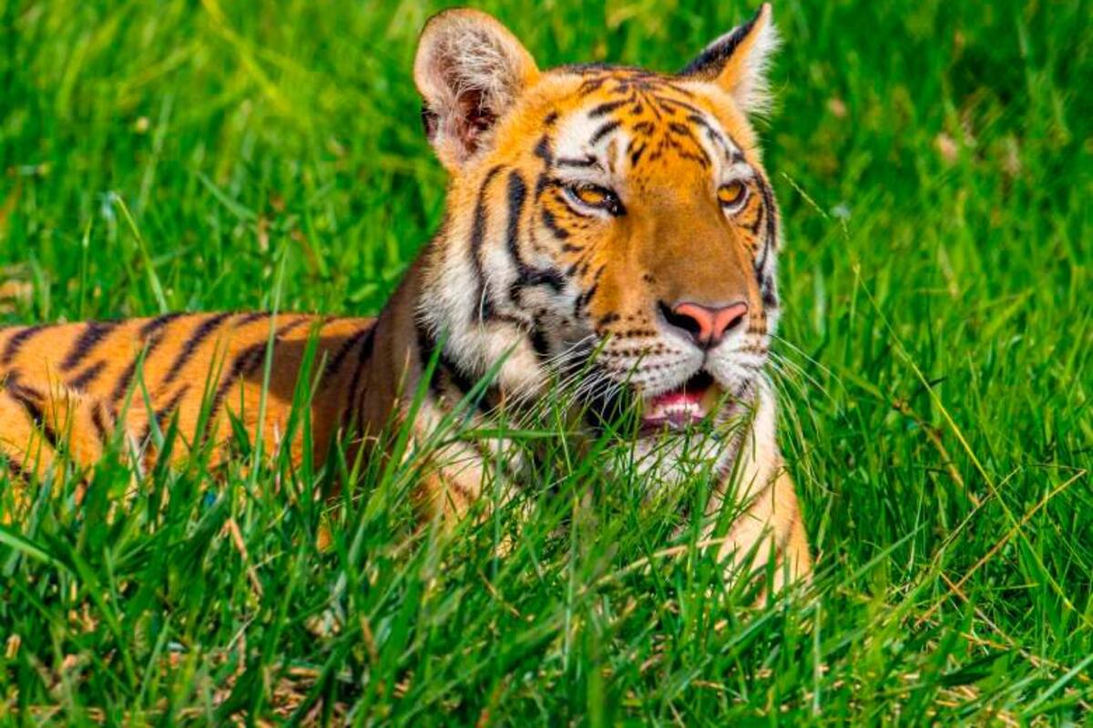 ¿Era necesario sacrificar el tigre que escapó de Hacienda Nápoles?