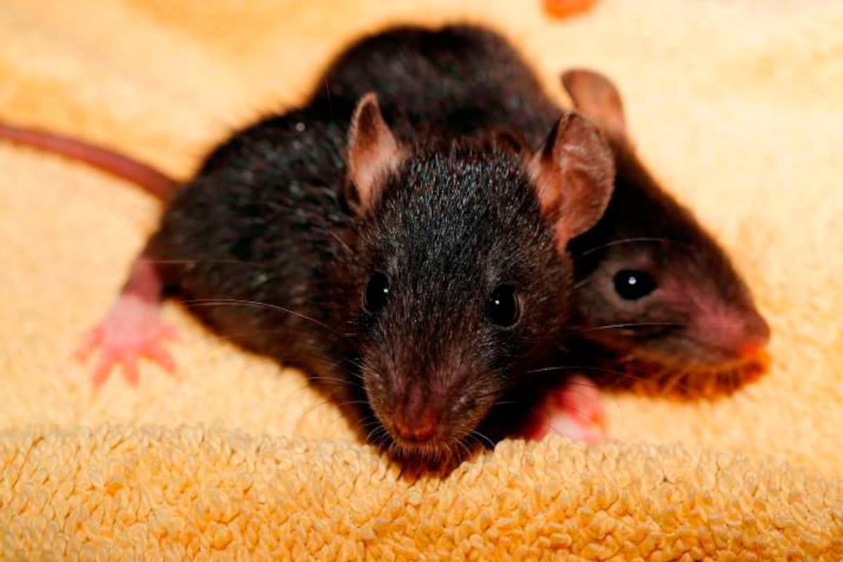 Bebé registra 50 mordeduras de ratas en el rostro por ataque mientras dormía
