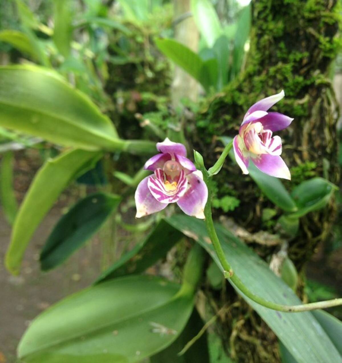 La Acacallis Cyanea. COLPRENSA