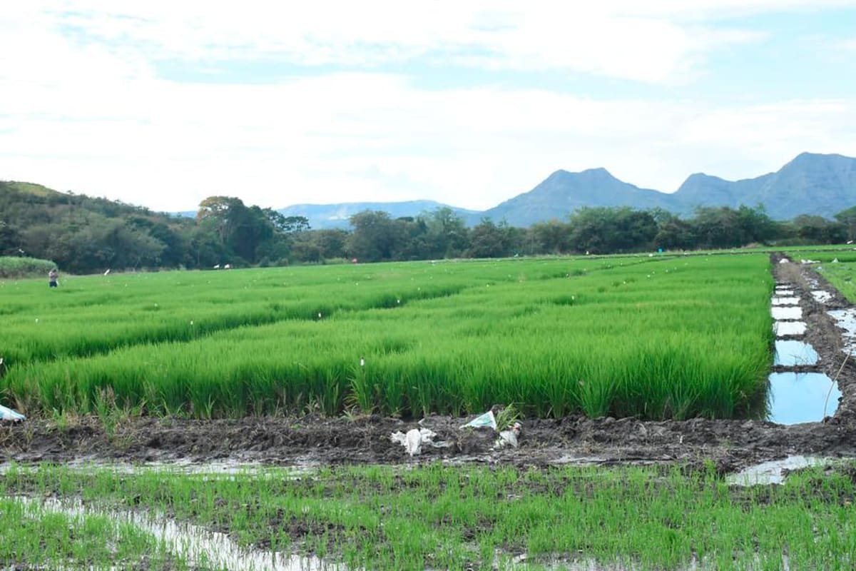 $3 billones vale la producción anual de arroz de Colombia