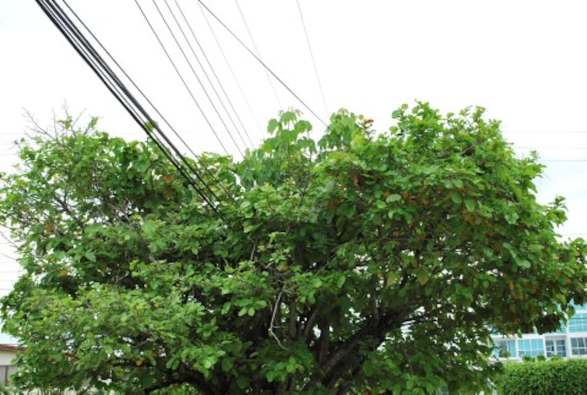 Los árboles que rozan las redes eléctricas en los barrios del norte serán podados.