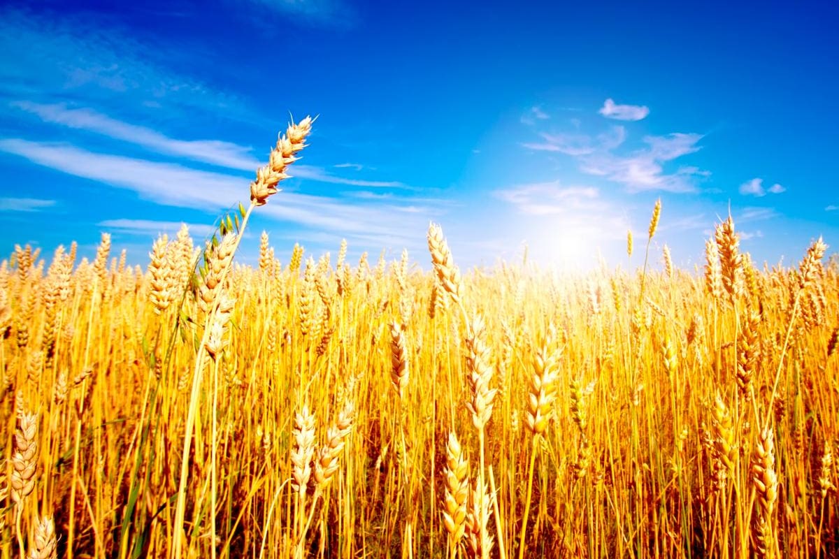 Fertilizantes y cereales, los más afectados por conflicto Rusia-Ucrania