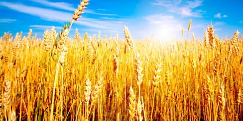 Fertilizantes y cereales, los más afectados por conflicto Rusia-Ucrania