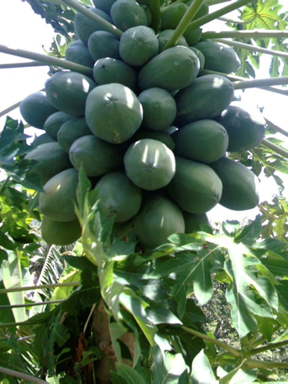 La papaya de Los Palmitos, Colosó y Chalán están siendo atacadas por el gusano “mariposa”.