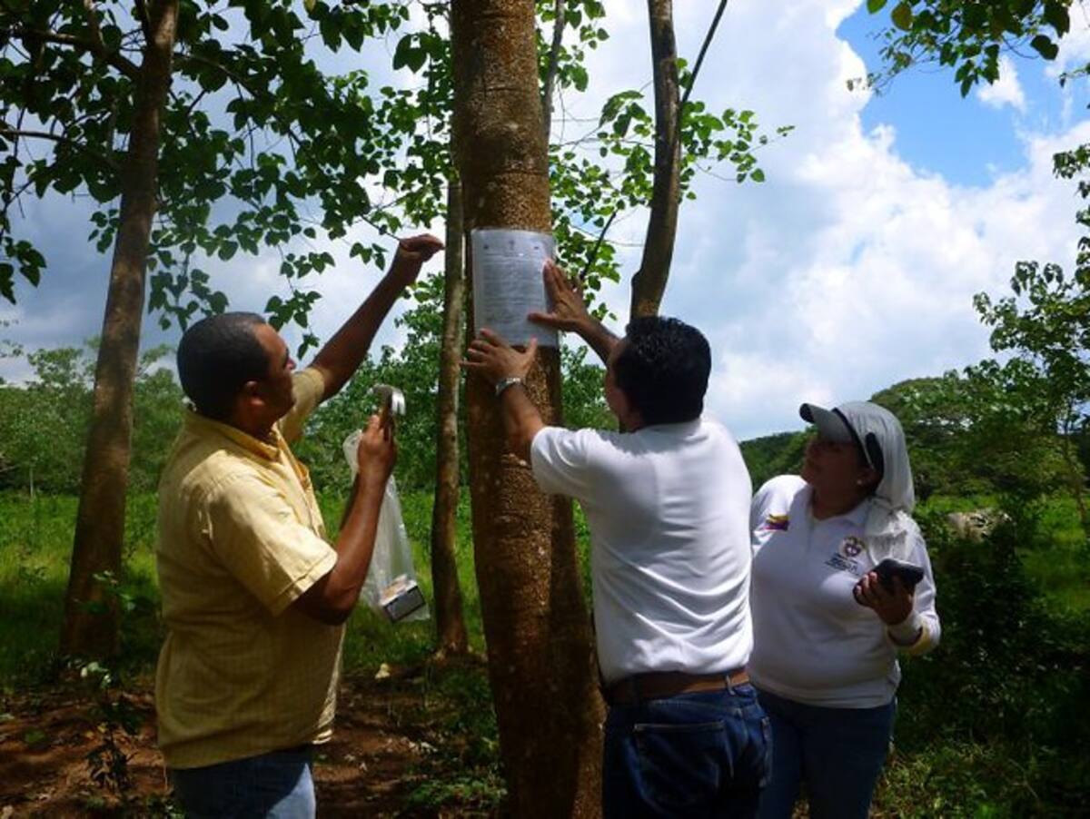 Además de la resolución sobre la propiedad de la tierra y la recuperación de los predios, la Unidad de Restitución tiene la responsabilidad de acompañar a los reclamantes en un proceso para comenzar su propio proyecto productivo. COLPRENSA