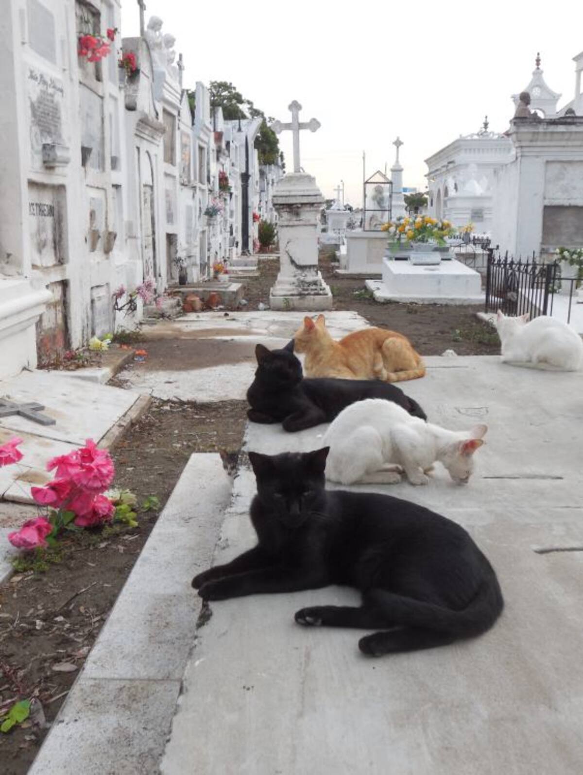 Los gatos habitan sobre las tumbas de siete generaciones de Serrano en el Cementerio de Mompox. Gustavo Tatis-El Universal