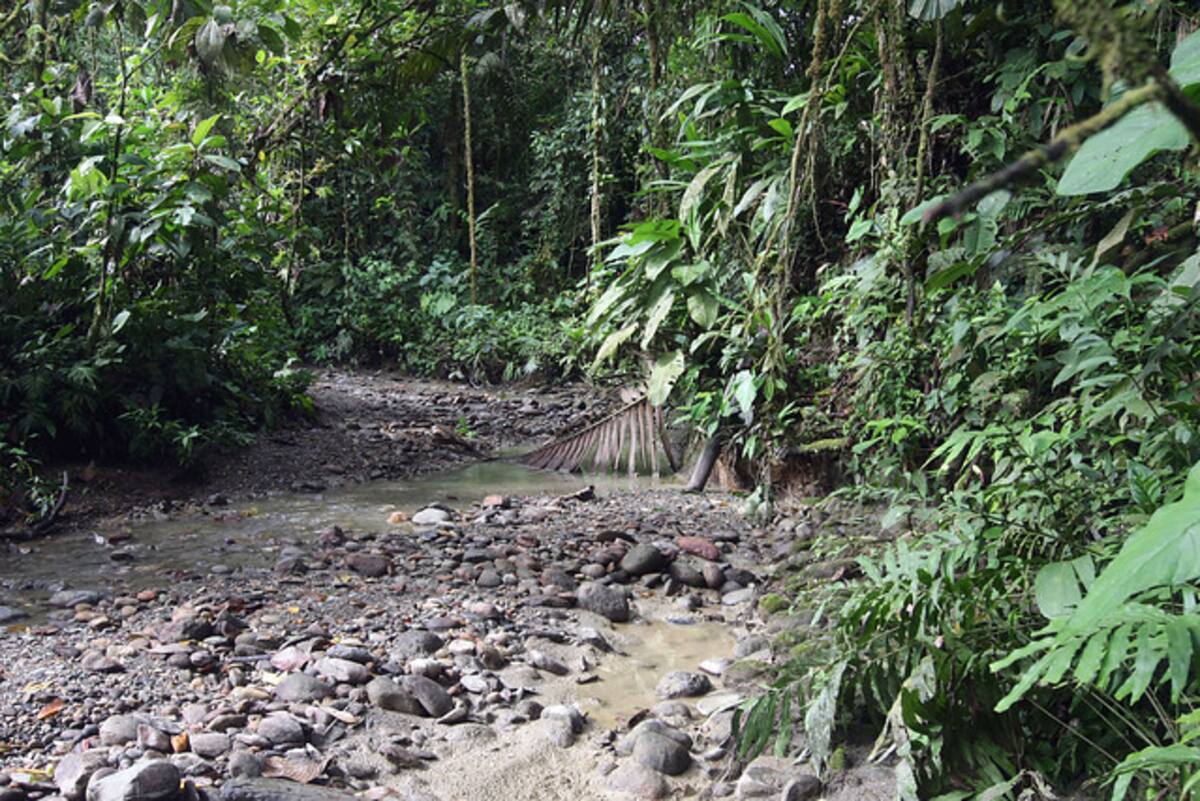Los resultados del estudio Amazonas 2030 muestran que la zona que comprende los departamentos del Caquetá, Guaviare y Putumayo, es donde más bosques se han perdido. COLPRENSA