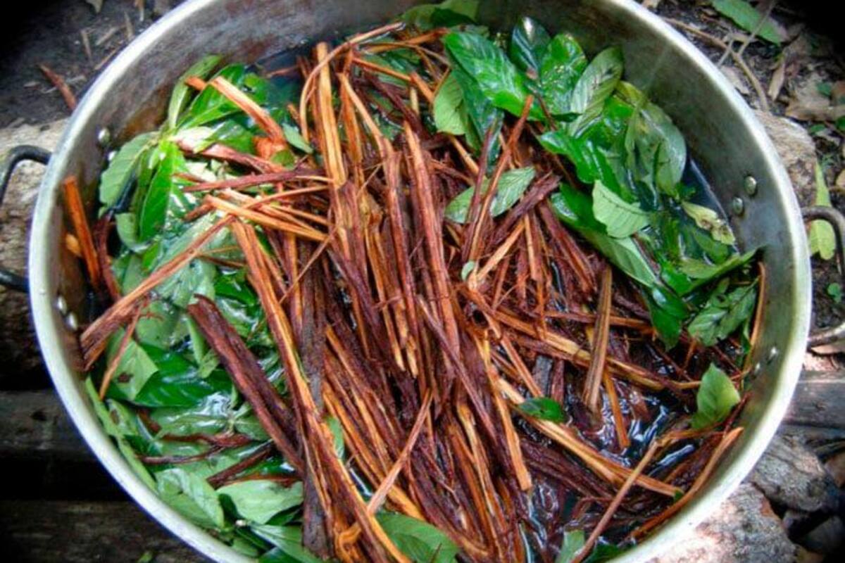 Condenan a médico indígena a 11 años de cárcel por abuso a niña con ayahuasca