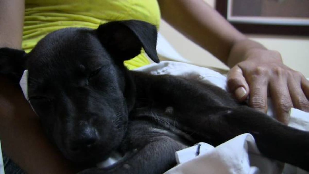 Luna quedó adormitada luego de que se le practicara la radiografía. ALEXANDRA CLAVIJO - ELUNIVERSAL.COM.CO