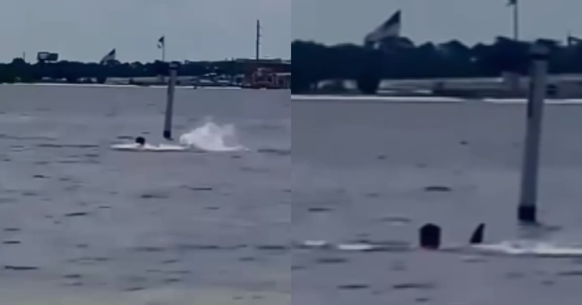 Video: Dramático ataque de tiburón en Estados Unidos