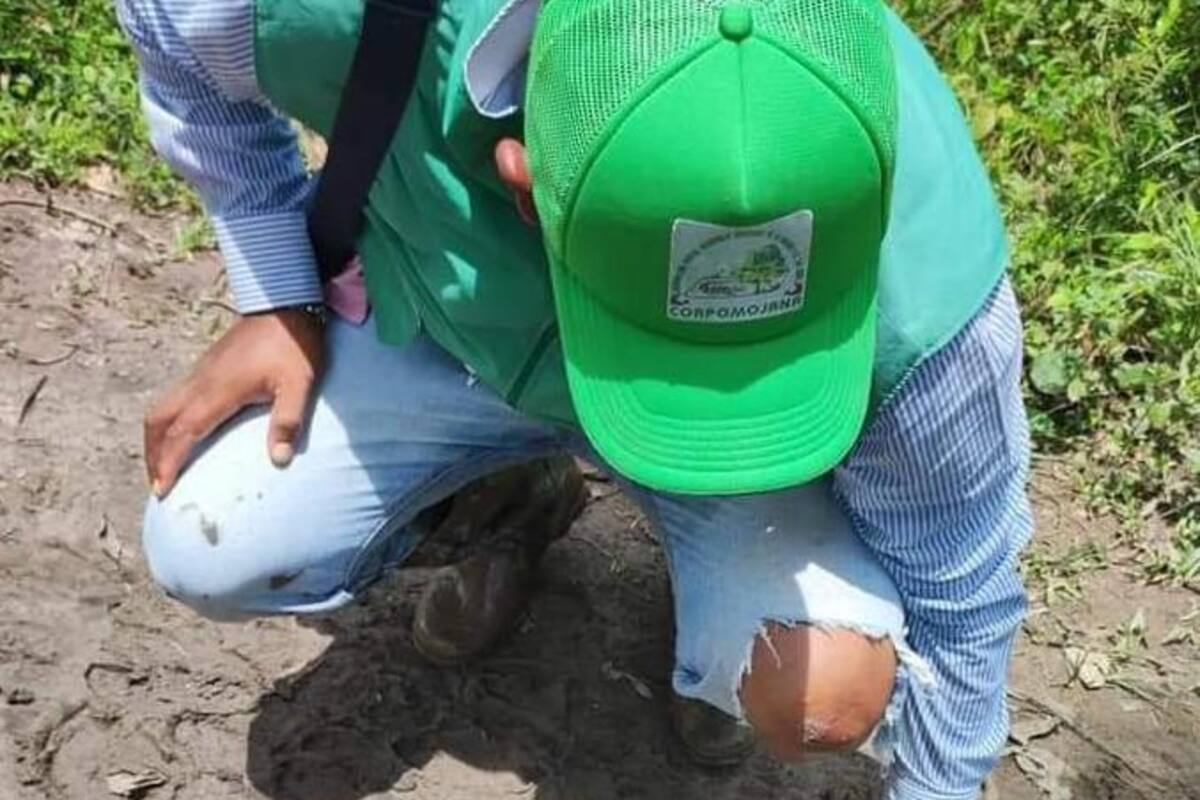Temor por presencia de jaguar y sus crías en Majagual