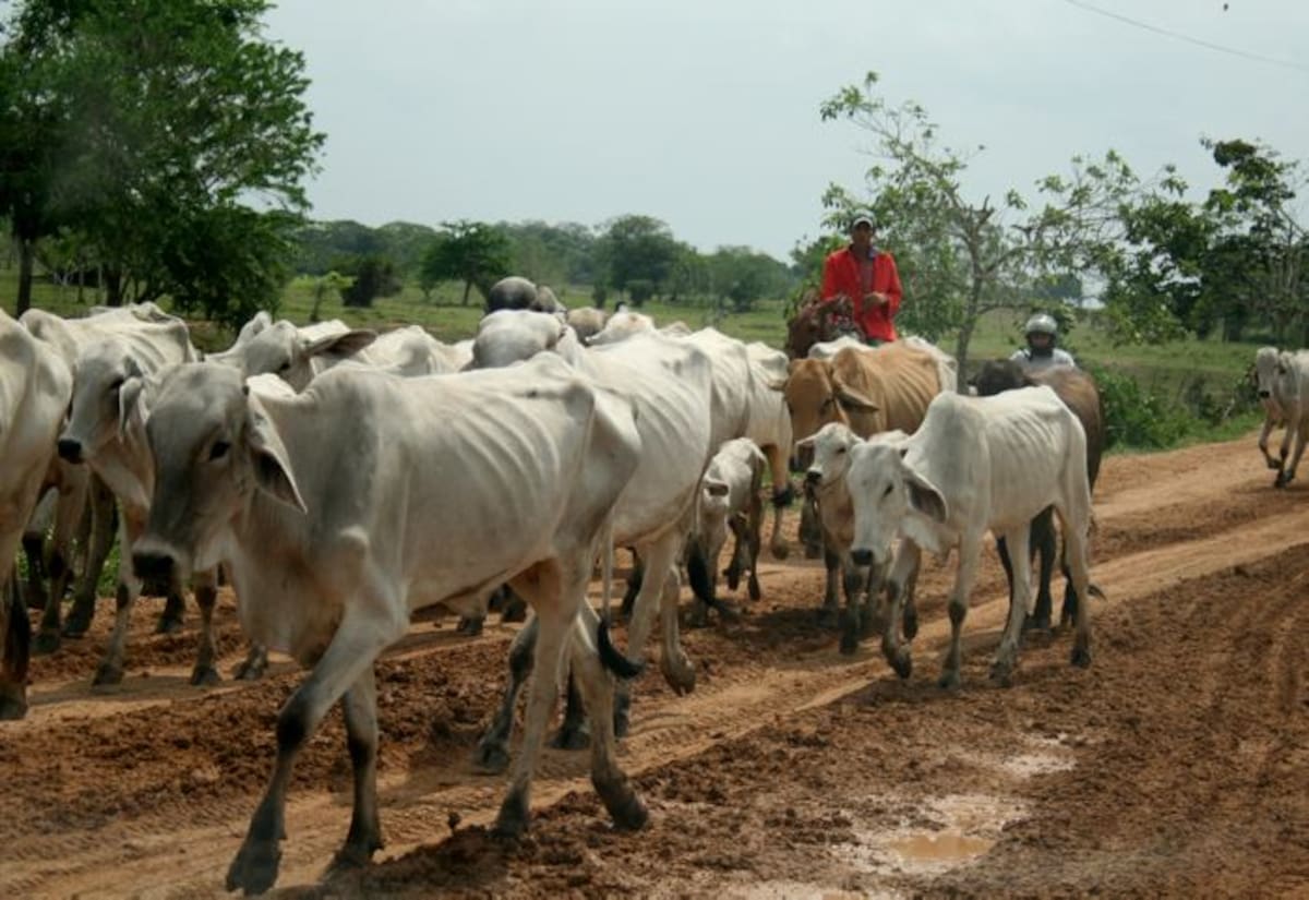 El ganado permanecerá en el sur del departamento hasta que comience la temporada de lluvias. ARCHIVO/
