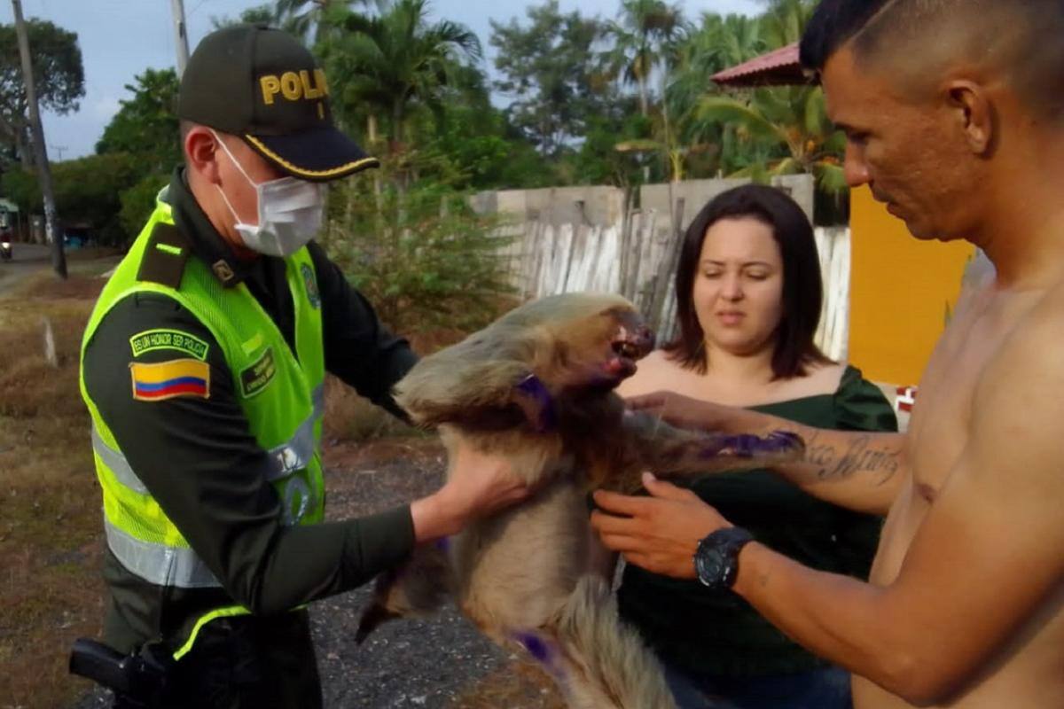 ¡Está crítico! Oso perezoso se quemó al recibir descarga eléctrica