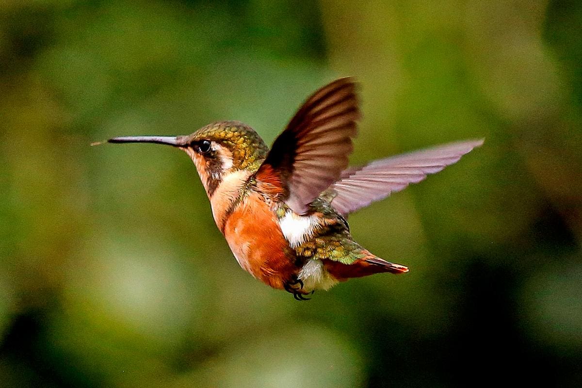 Aves y mamíferos evolucionan más rápido si su hogar es elevado