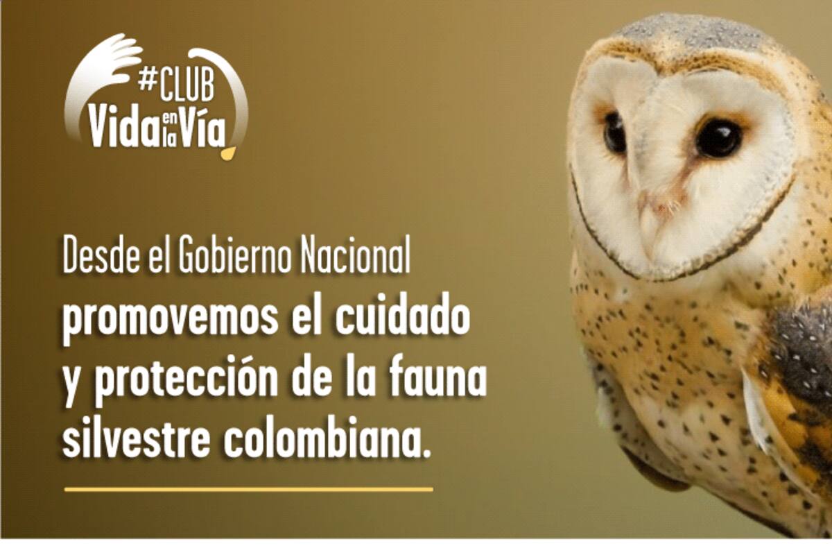 Campaña para cuidar la fauna silvestre en las vías de Colombia