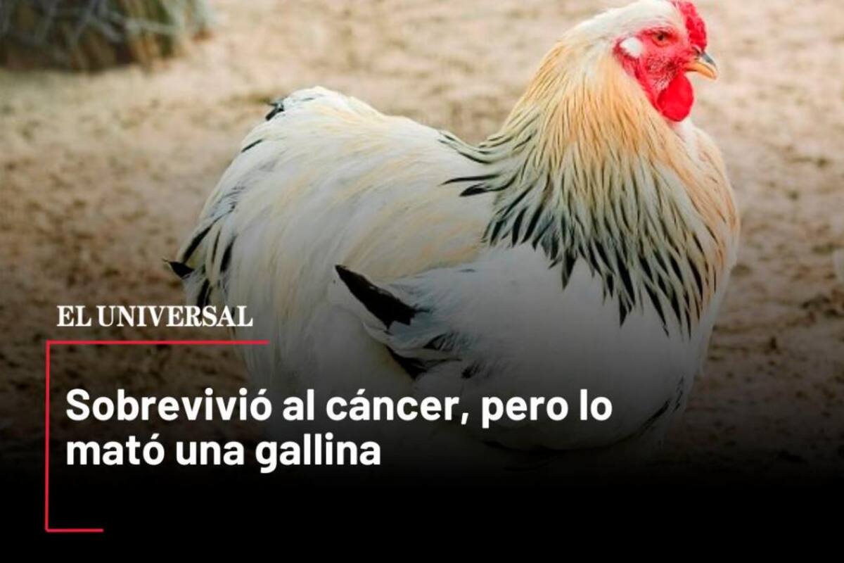 Sobrevivió al cáncer, pero lo mató una gallina