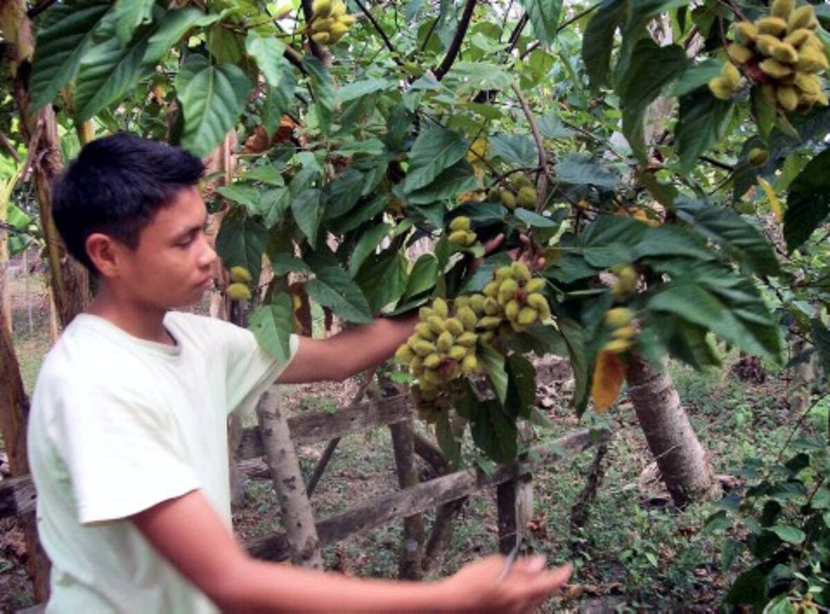 El cultivo de achiote fue el único que sobrevivió de los productos sembrados el año pasado en los Montes de María, según los campesinos de esa región.