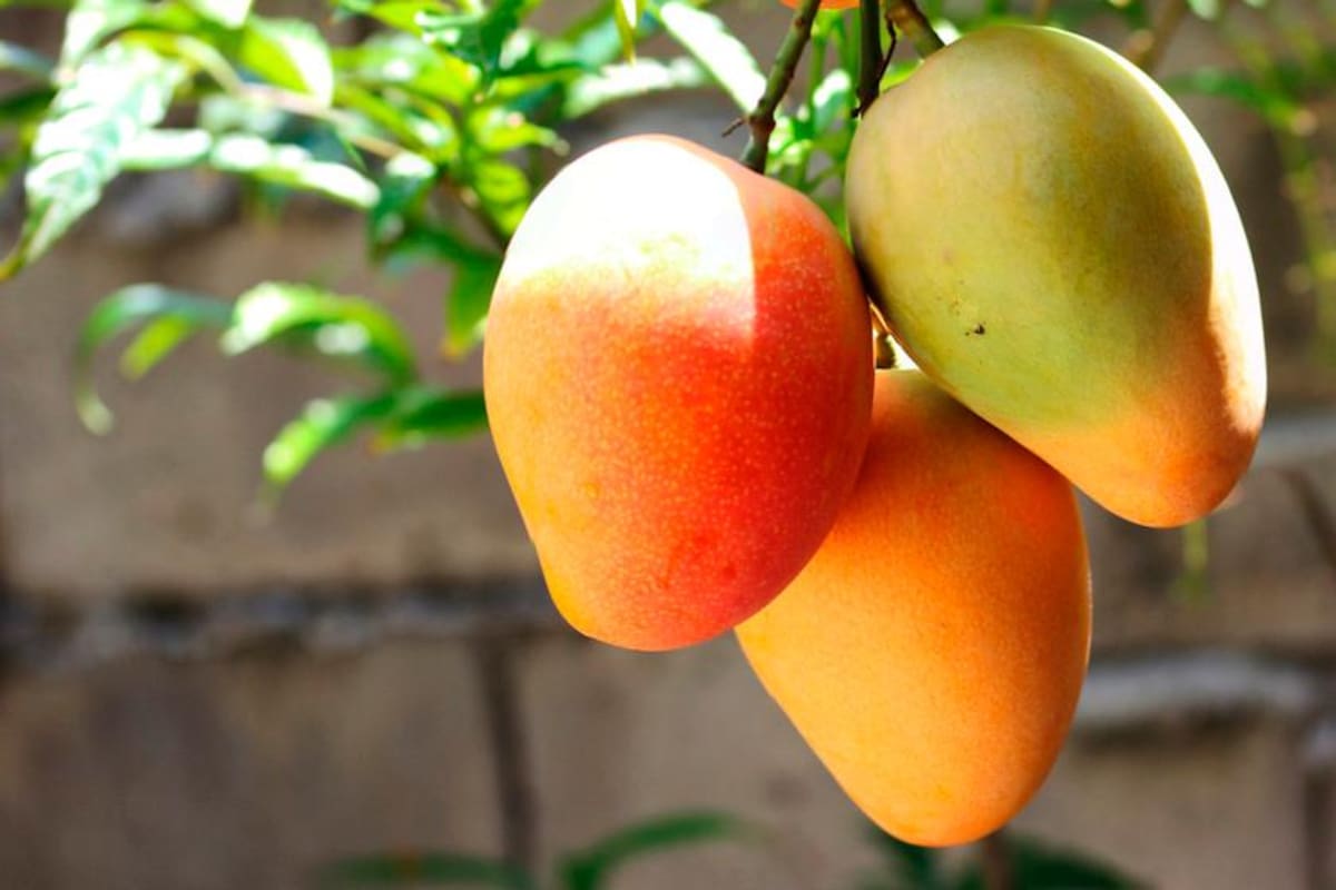 Mango colombiano recibe luz verde para ingresar al mercado de EE. UU.