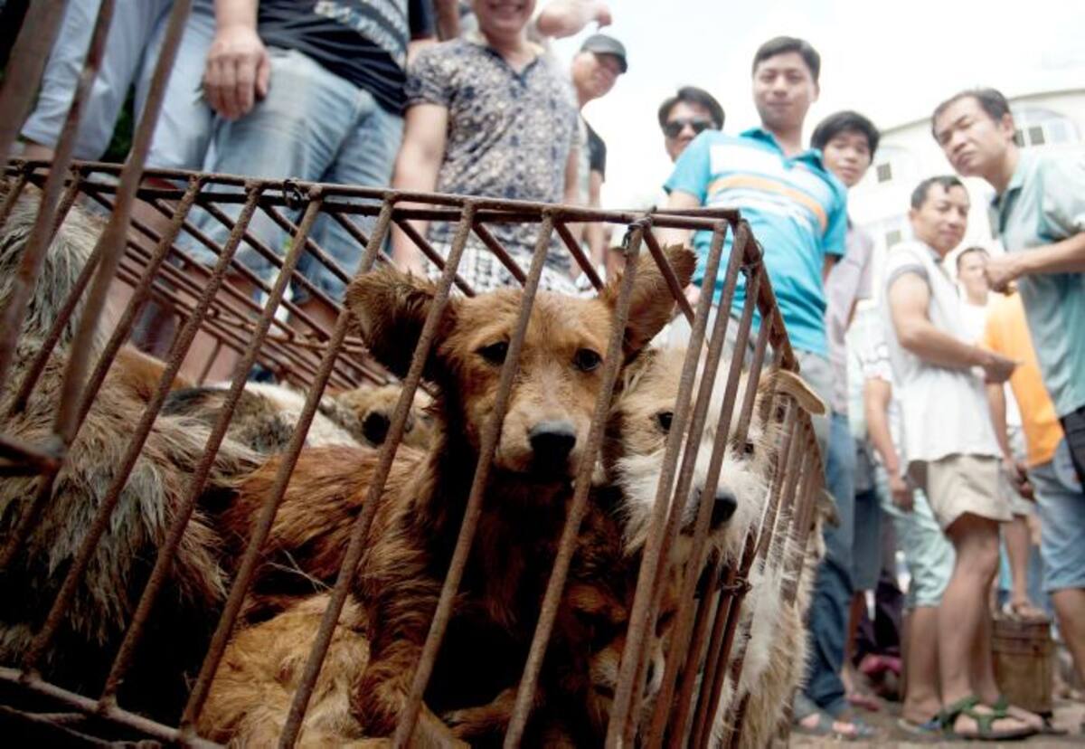 Los dueños de restaurantes en China alegan que comer carne de perro es tradicional durante el verano, pero los opositores opinan que el festival no tiene valor cultural. Ap