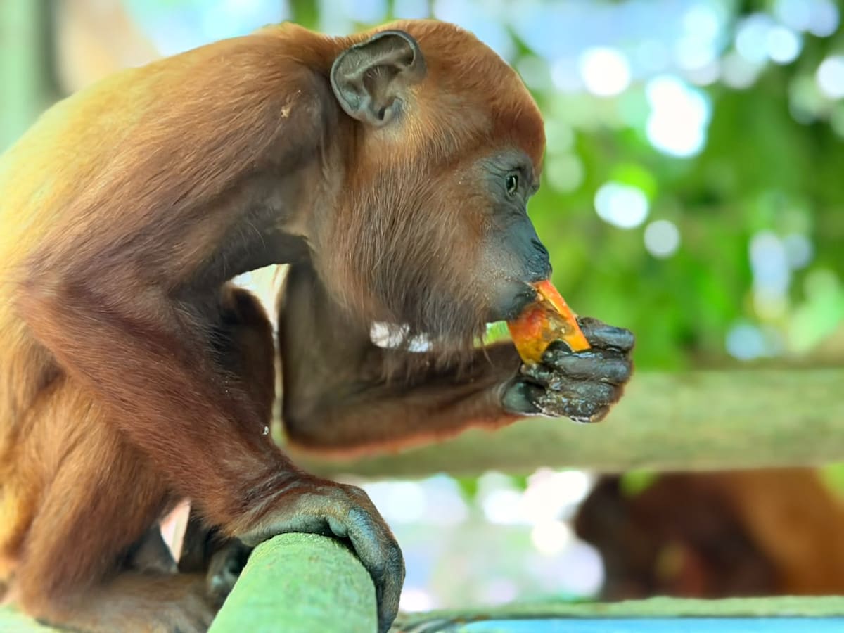 Entre los animales liberados se encuentran cinco monos aulladores. // Cortesía - Policía