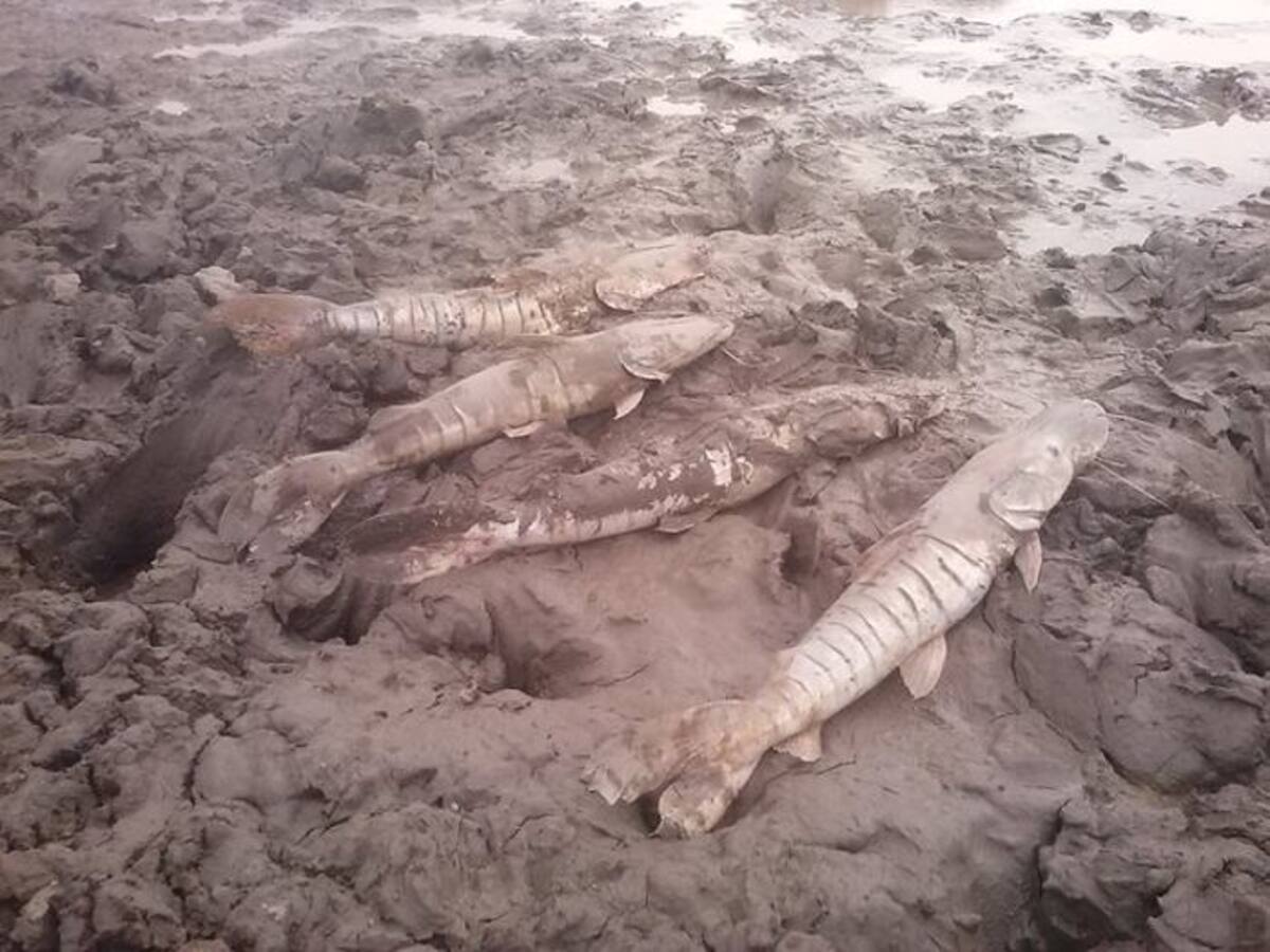 Según los reportes dados este jueves por el secretario de agricultura, ganadería y medio ambiente de Casanare, Alexi Yesid Duarte, ya van cerca de 20 mil animales muertos, siendo los chigüiros la especie más afectada. Cortesía Gobernación de Casanare