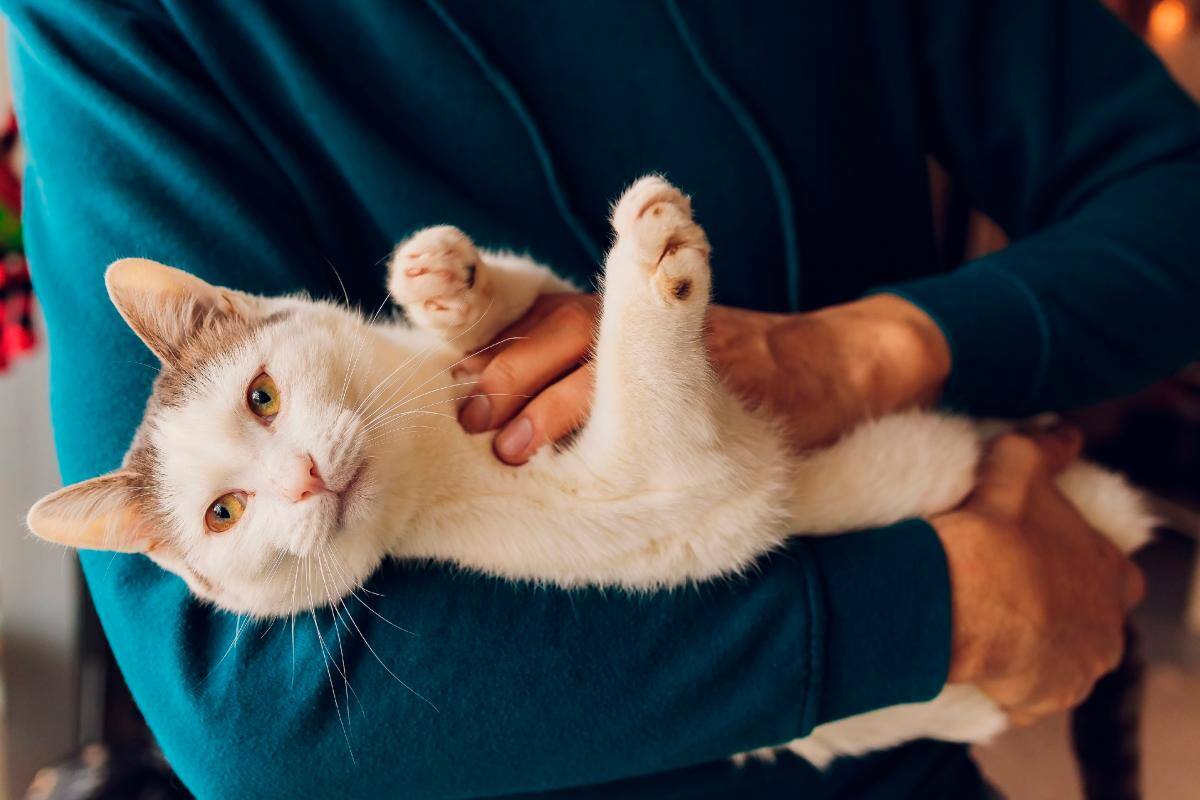 Hombre fue mordido por un gato y contrae infección “nunca antes vista”