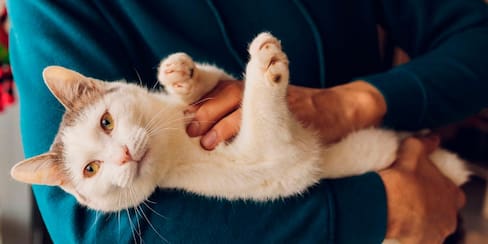 Hombre fue mordido por un gato y contrae infección “nunca antes vista”
