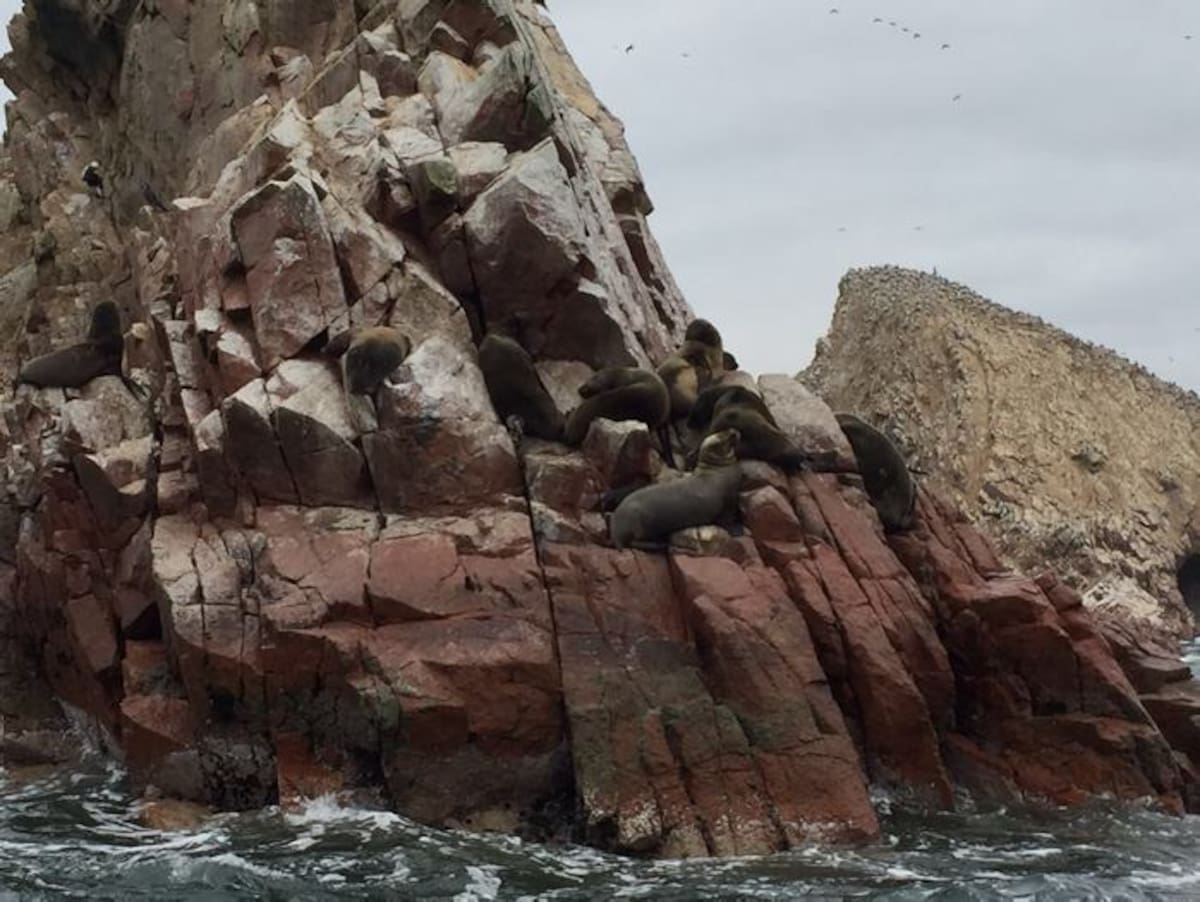 Lobos o leones marinos de las Islas Ballestas.