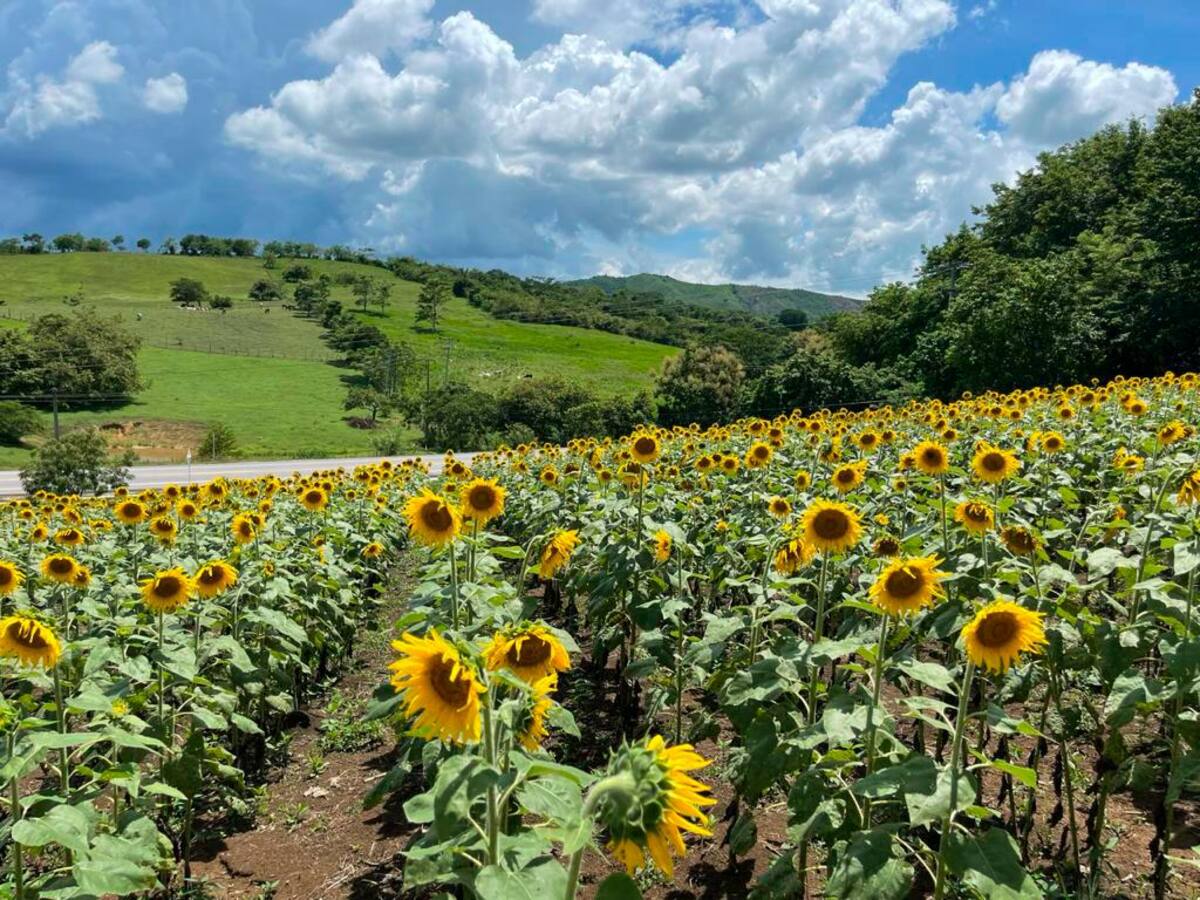 Turismo de naturaleza con cultivos de girasol en San Jacinto. //CORTESÍA