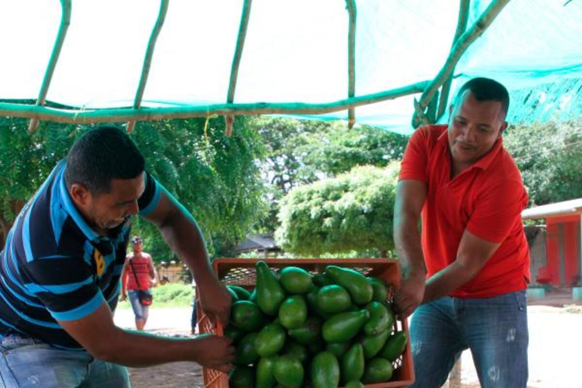 El aguacate antillano necesita dolientes