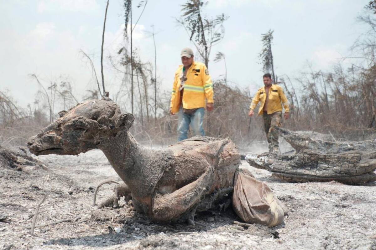 Francia envía bomberos para controlar las llamas de los incendios en Bolivia
