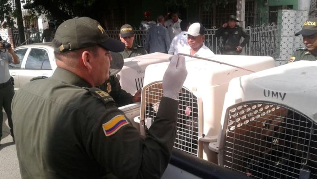 Los caninos y felinos rescatados se encontraban en condiciones higiénico-sanitarias muy desfavorables. Julio Castaño/ El Universal