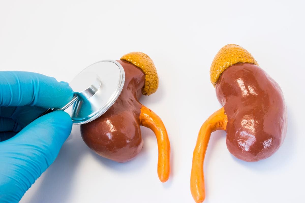 ¿Por qué es importante cuidar sus riñones?