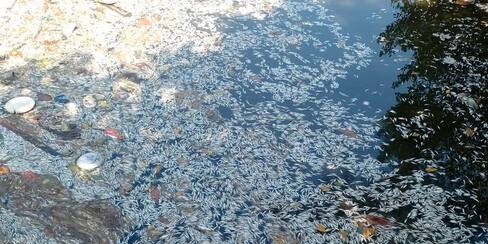 Denuncian mortandad de peces en caño El Limón en El Pozón