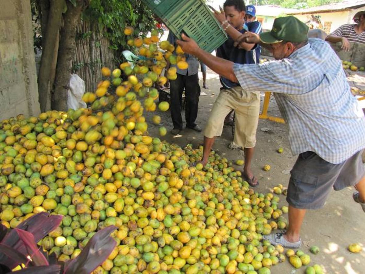 Los mangos son recolectados y posteriormente seleccionados para venderlos. JULIO CASTAÑO - EL UNIVERSAL