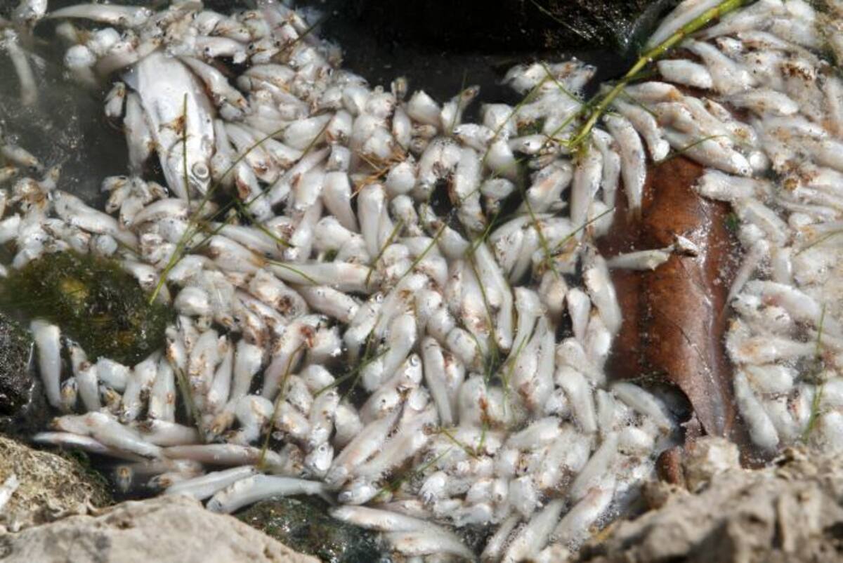 Aunque a ciencia cierta se desconoce que pudo haber ocurrido, el director de Cardique indicó que la muerte de los peces posiblemente la produjo el vertimiento de alguna sustancia, pues el oxígeno en el cuerpo de agua se encuentra en condiciones normales. //Foto archivo